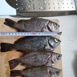 ﾒﾊﾞﾘﾝｸﾞ