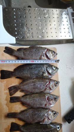 ﾒﾊﾞﾘﾝｸﾞ