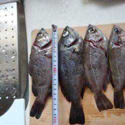 ﾒﾊﾞﾘﾝｸﾞ