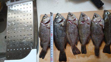 ﾒﾊﾞﾘﾝｸﾞ