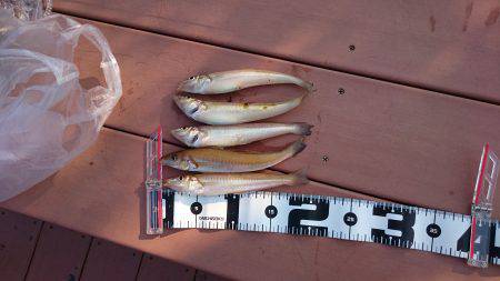 アジングロッドでちょい投げ❗