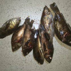 強風の中のメバリング