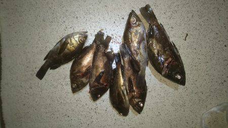 強風の中のメバリング