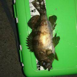 満月のメバリング