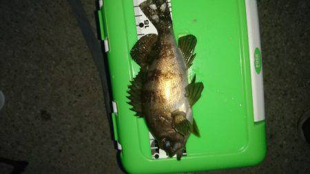 満月のメバリング