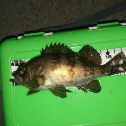 満月のメバリング