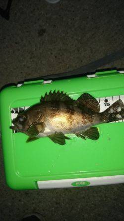 満月のメバリング