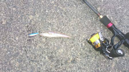 アジングのはずが…