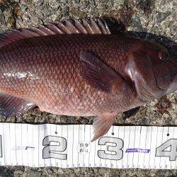 沼島でかご釣り