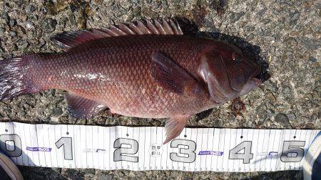 沼島でかご釣り