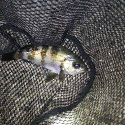 爆風メバリング