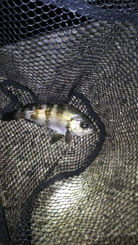 爆風メバリング