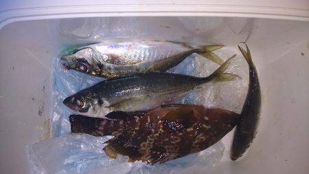 アジのちアコウ！