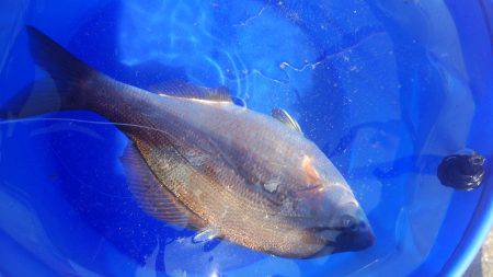 海タナゴ クジメ アブ新 ガシラ複数