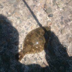 呑ませでガシラ