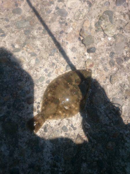 呑ませでガシラ