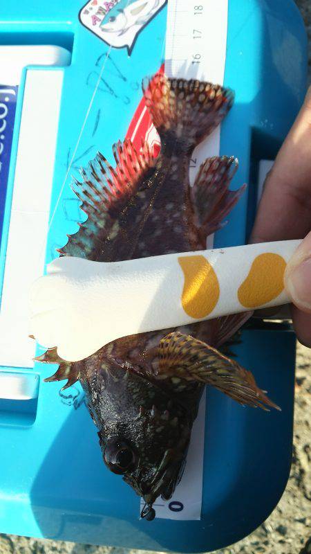 短時間アジング