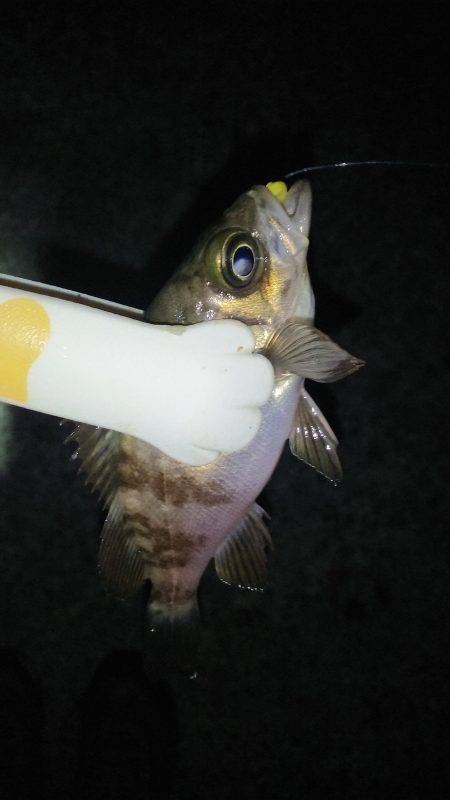 爆風雨付きメバリング(笑)