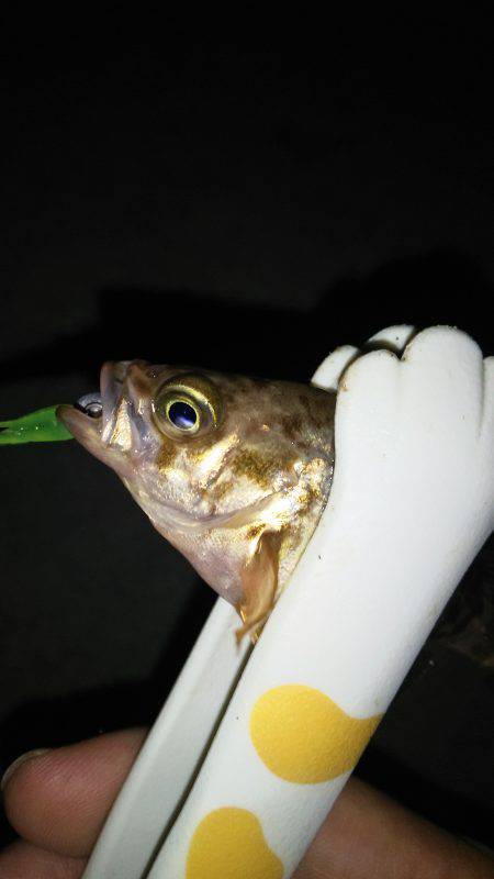 寝坊でメバリングにチェンジ(笑)