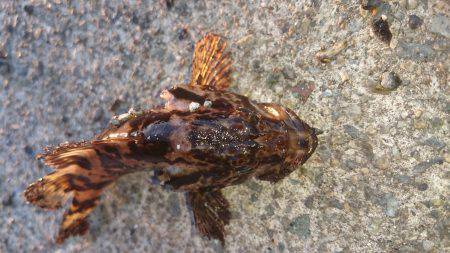 小さいタケノコ