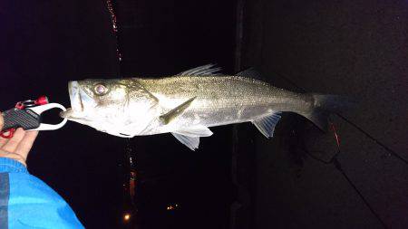 人生初のシーバス