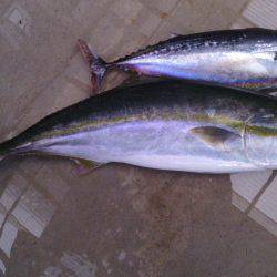 北港釣り公園ハマチ