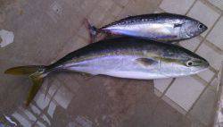 北港釣り公園ハマチ