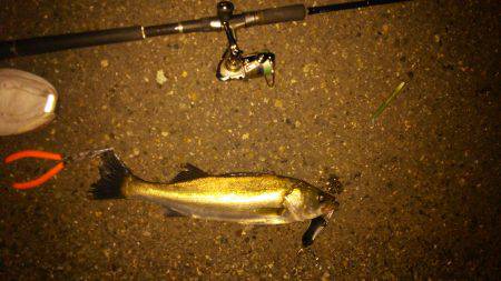 南港バチ調査！