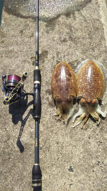 コウイカパラダイス‼