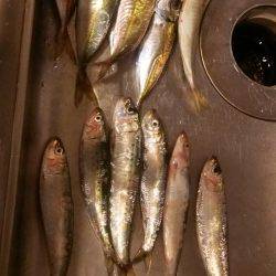 サビキで良型アジとマイワシ