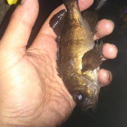 久しぶりの実践