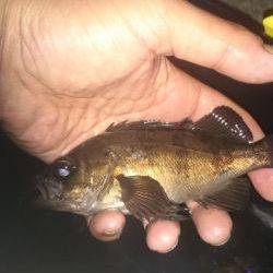 久しぶりの実践