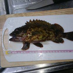 エギングのちガシリング