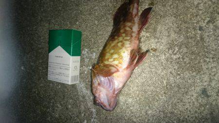 今日は気分を変えて