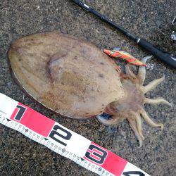 イカ違い・・・キロＵＰモンゴウ