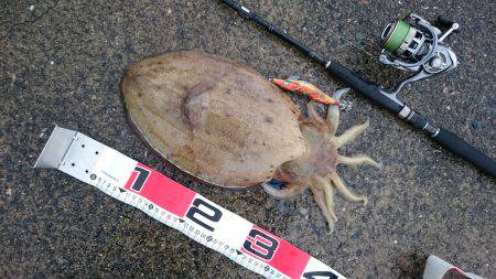 イカ違い・・・キロＵＰモンゴウ