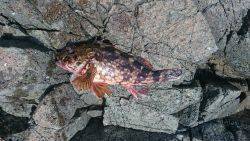 短時間でランガン