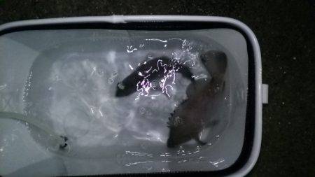 何とかこれだけキープ