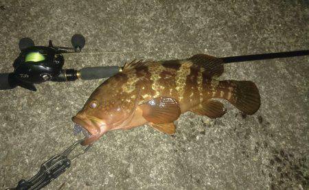 アコウゲット～