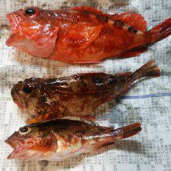 初の淡路島(^o^)