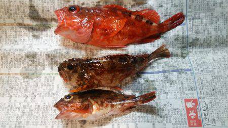 初の淡路島(^o^)