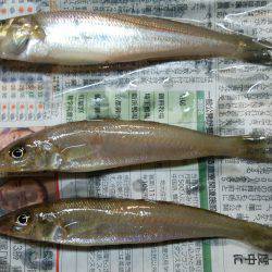 五目釣りならず…(-_-;)