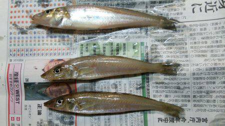 五目釣りならず…(-_-;)