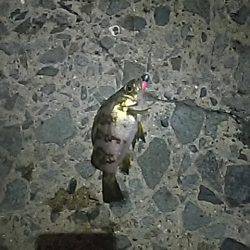 アジを探しに！