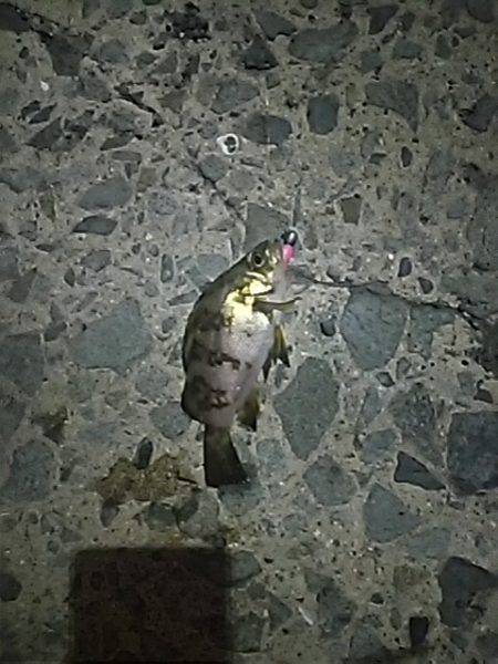 アジを探しに！