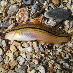 カンカン照りの中