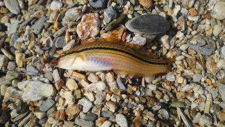 カンカン照りの中