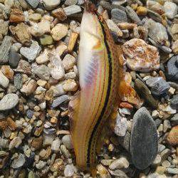 カンカン照りの中