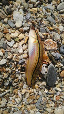 カンカン照りの中