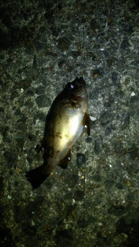 夜のサビキ釣り